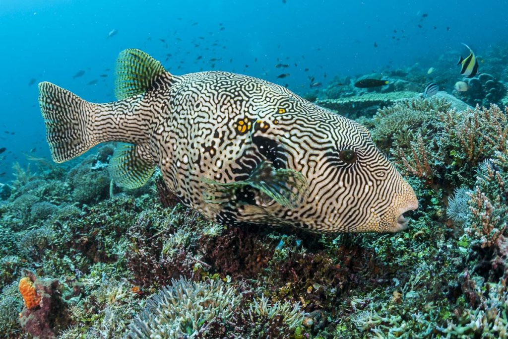 Why Coral Reefs are Essential for Healthy Biosystems | Villa Almarik